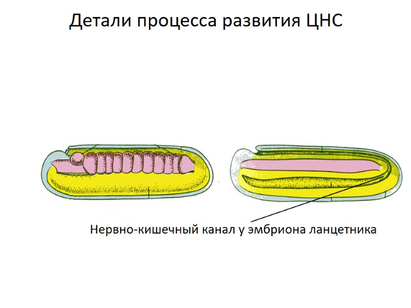 Детали процесса развития ЦНС Нервно-кишечный канал у эмбриона ланцетника